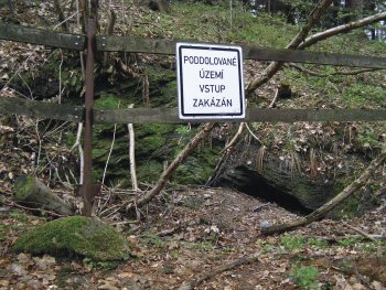 Pittenwald v hornoměstském revíru &ndash; poddolované území (Foto: M. Marek)